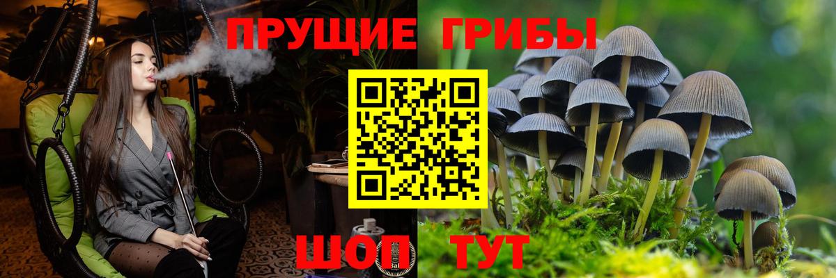 Псилоцибиновые грибы Psilocybe Старая Русса